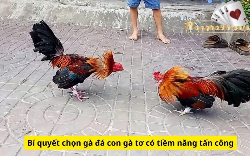 Bí quyết chọn gà đá con gà tơ có tiềm năng tấn công