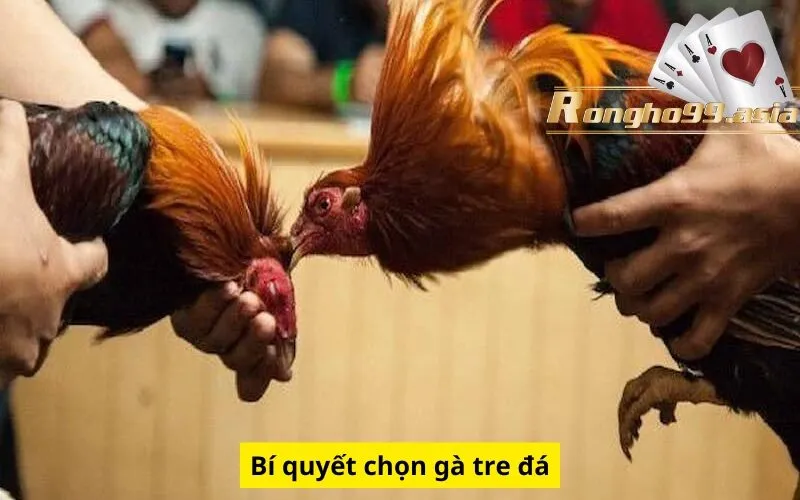 Bí quyết chọn gà tre đá