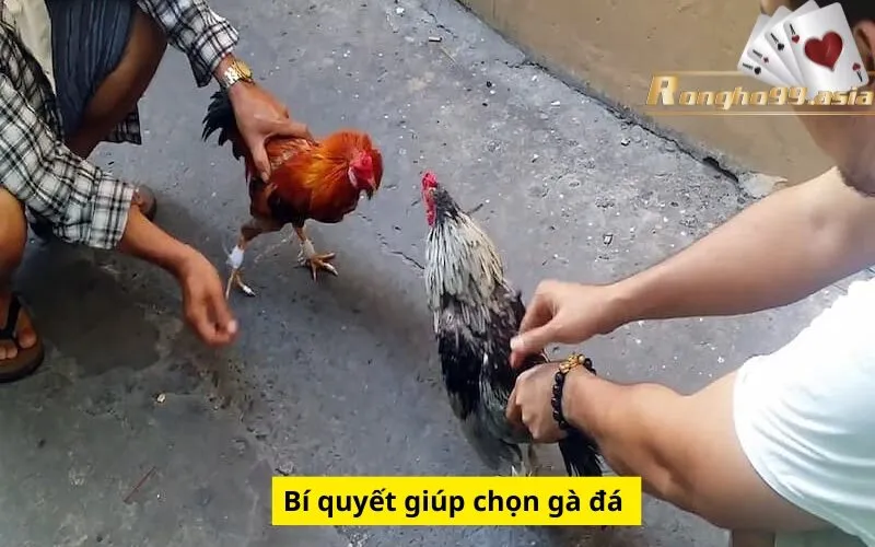 Bí quyết giúp chọn gà đá