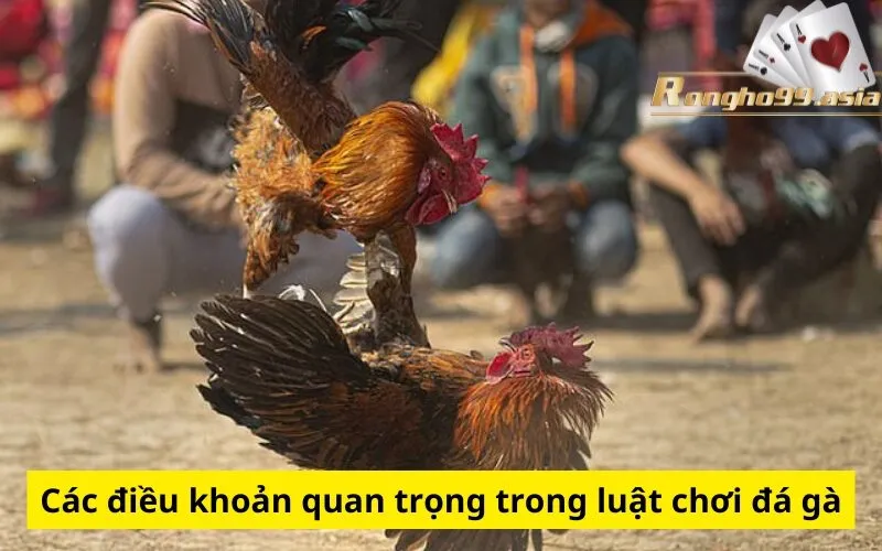 Các điều khoản quan trọng trong luật chơi đá