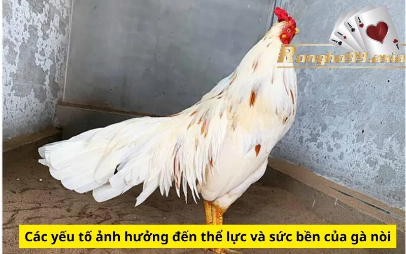 Các yếu tố ảnh hưởng đến thể lực và sức bền của gà nòi