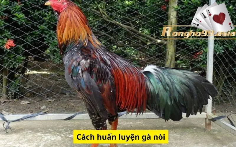 Cách huấn luyện gà nòi