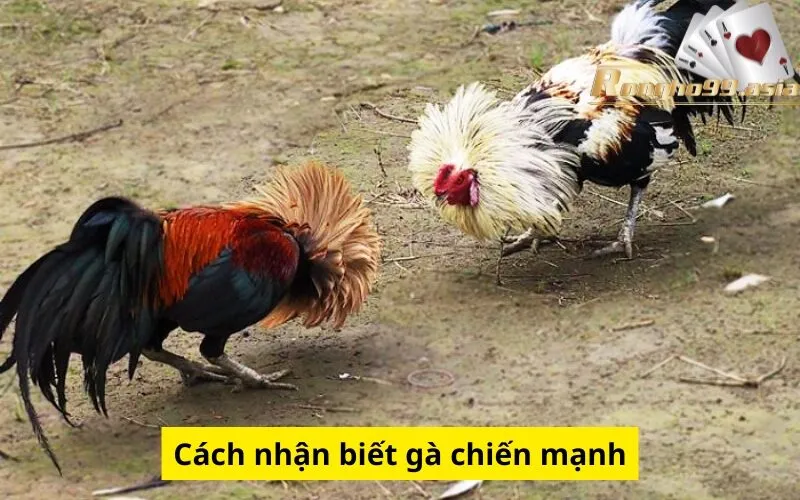Cách nhận biết gà chiến mạnh