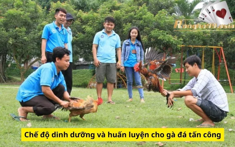 Chế độ dinh dưỡng và huấn luyện cho gà đá tấn công