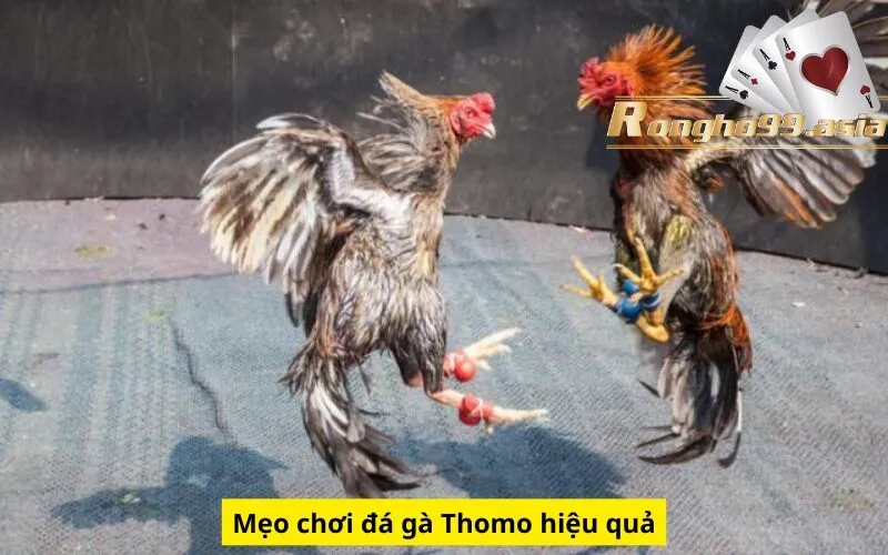 Mẹo chơi đá gà Thomo hiệu quả