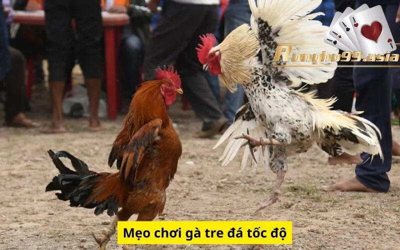 Mẹo chơi gà tre đá tốc độ