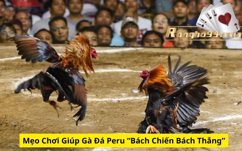 Mẹo Chơi Giúp Gà Đá Peru “Bách Chiến Bách Thắng”