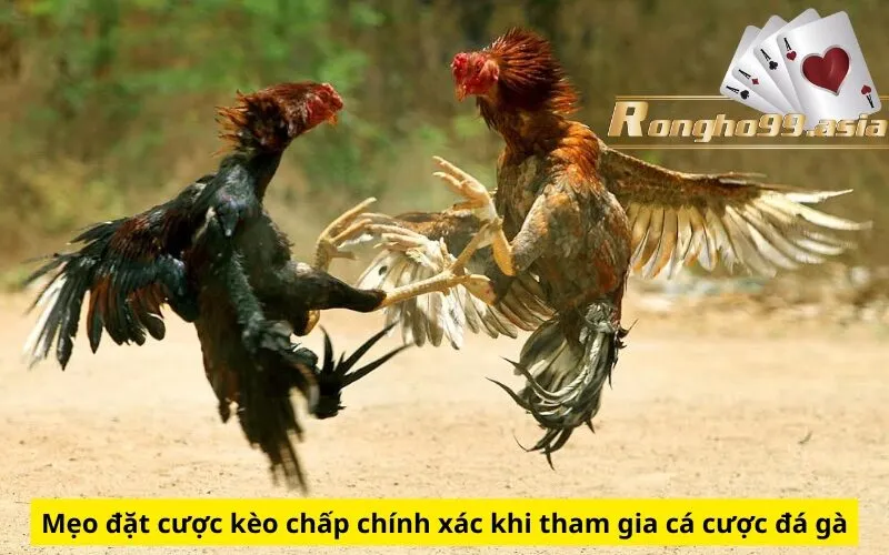 Mẹo đặt cược kèo chấp chính xác khi tham gia cá cược đá gà