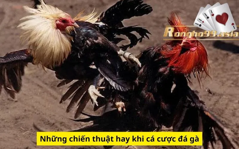 Những chiến thuật hay khi cá cược