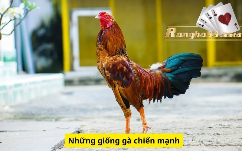 Những giống gà chiến mạnh