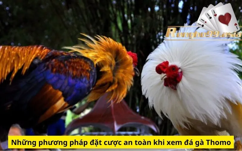 Những phương pháp đặt cược an toàn khi xem đá gà Thomo