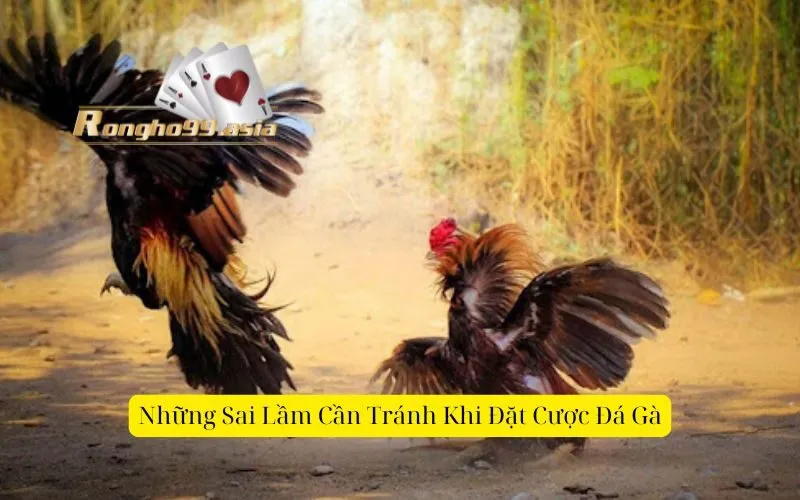 Những Sai Lầm Cần Tránh Khi Đặt Cược Đá Gà