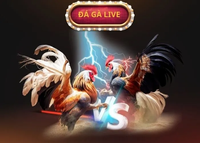 đá gà live rongho99